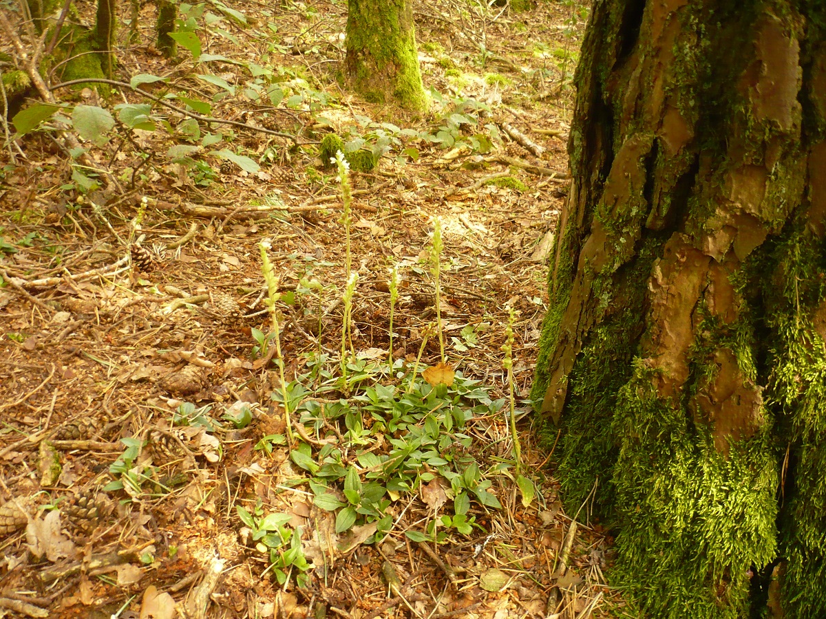 Goodyera repens (Orchidaceae)